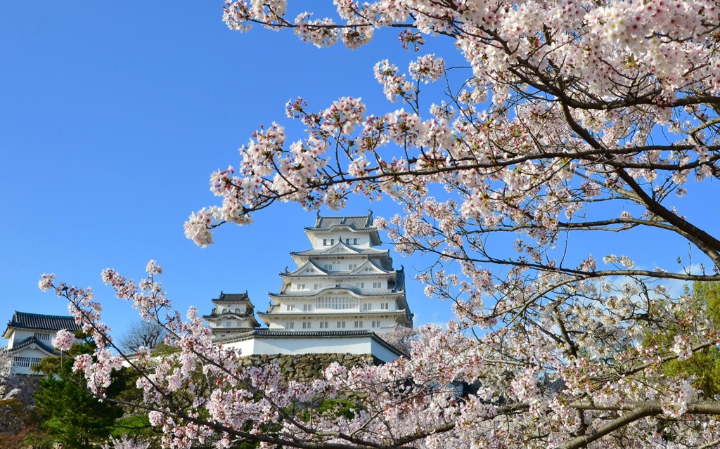 姫路城 桜風景