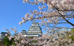 姫路城 桜風景