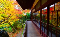 東山庭園 鏡紅