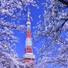 桜満開だったよー