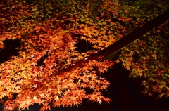 埼玉まで行って、紅葉ライトアップ