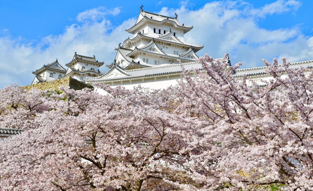 桜海原