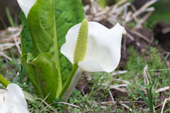 水芭蕉