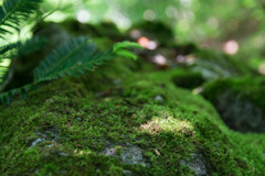 苔に差す光