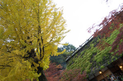 香嵐渓(1) 嫁の一撃