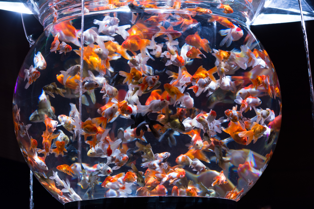 金魚鉢
