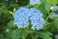 2016/7　紫陽花inKOBE