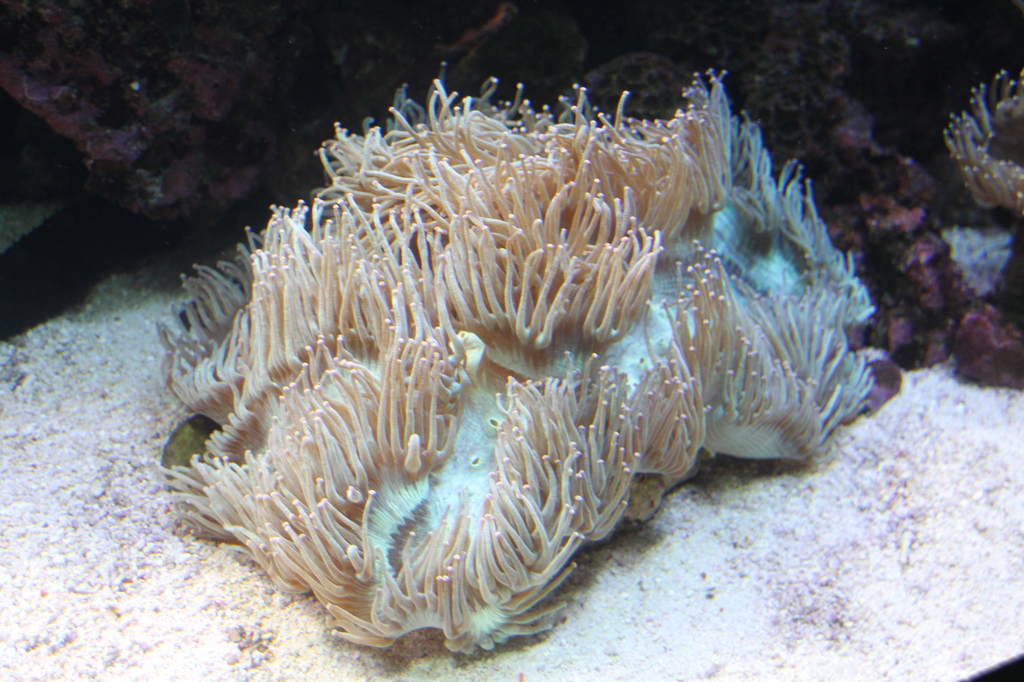 宮島水族館