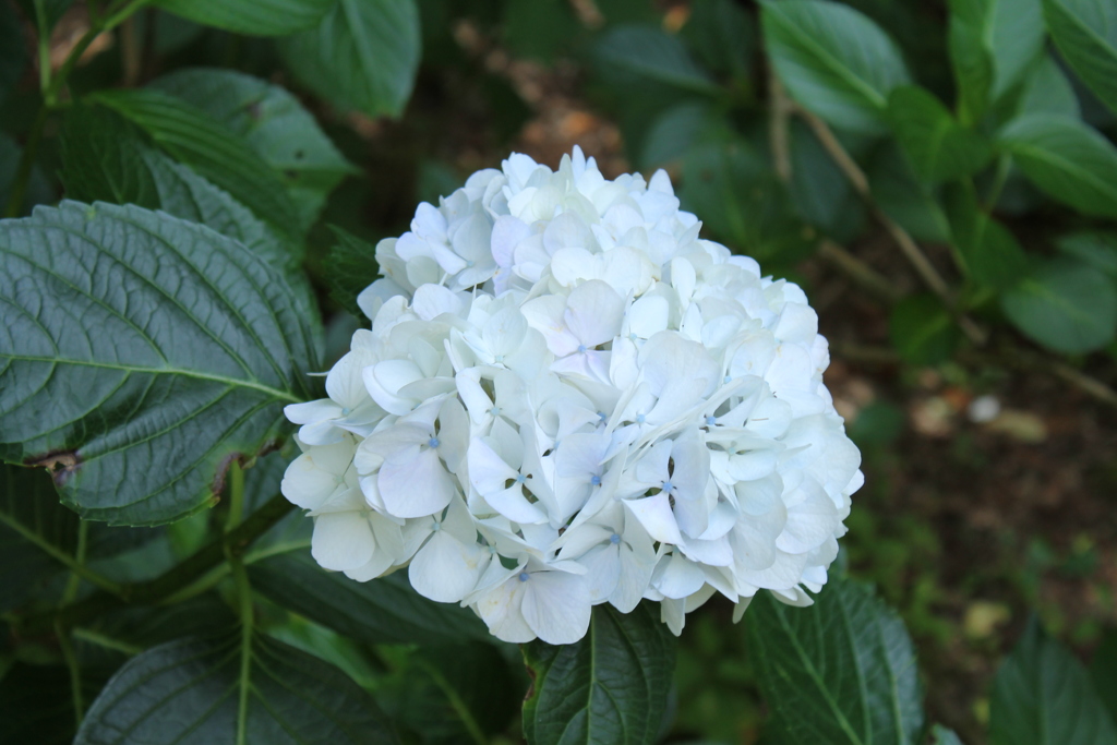 2016/7　紫陽花inKOBE4