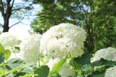 2016/7　紫陽花inKOBE5