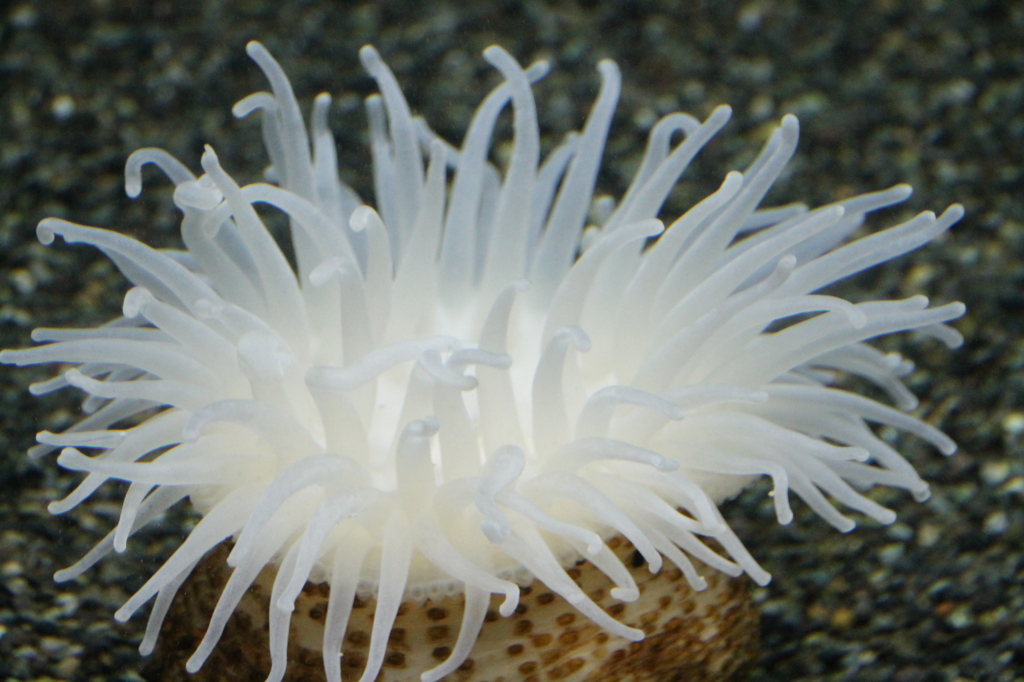 宮島水族館２