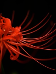 曼珠沙華*