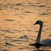 swan