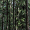 Forest 3