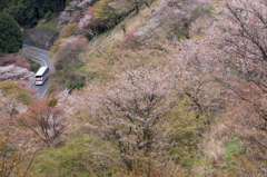 吉野山　千本桜　