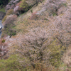 吉野山　千本桜　