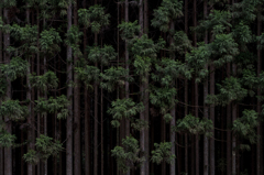 Forest 5