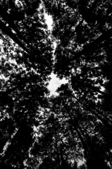 Forest 2
