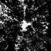 Forest 2