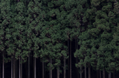 Forest 4