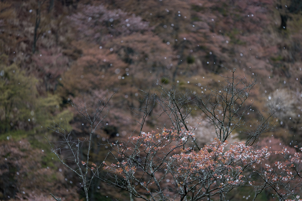 吉野山　千本桜　3