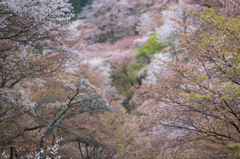 吉野山　千本桜　2