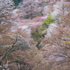 吉野山　千本桜　2