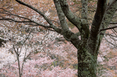 吉野山　千本桜　4