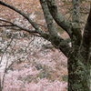吉野山　千本桜　4