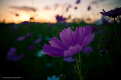 Cosmos at the time of twilight