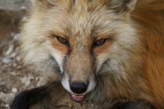 獲物