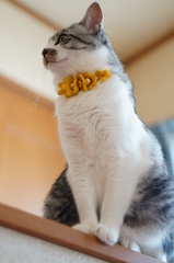 おすまし