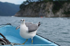 いざ、飛び立たん