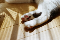 肉球