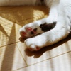 肉球