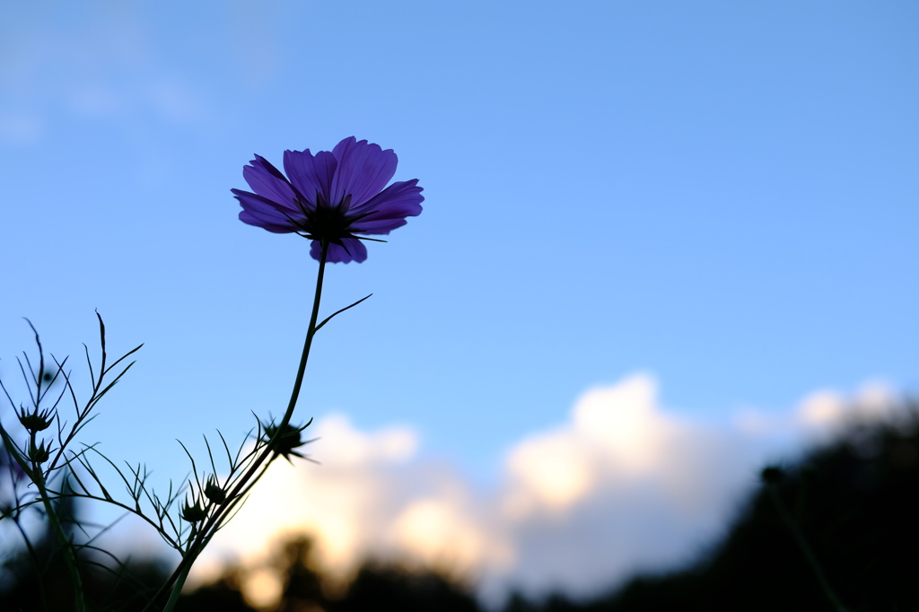 夕暮れ秋桜