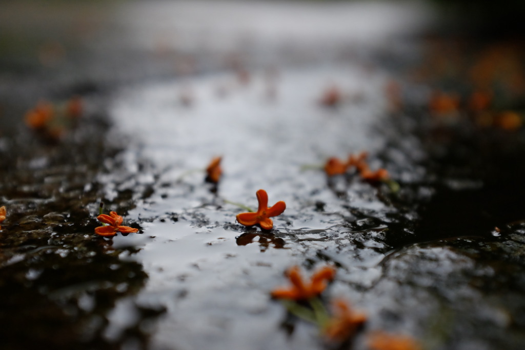 秋雨に散る