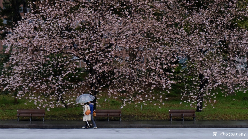春雨