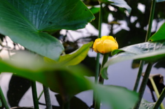 初秋の蓮花