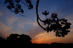 夕陽と桜とヒコウキ雲と…