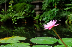 斜めに咲く蓮の花