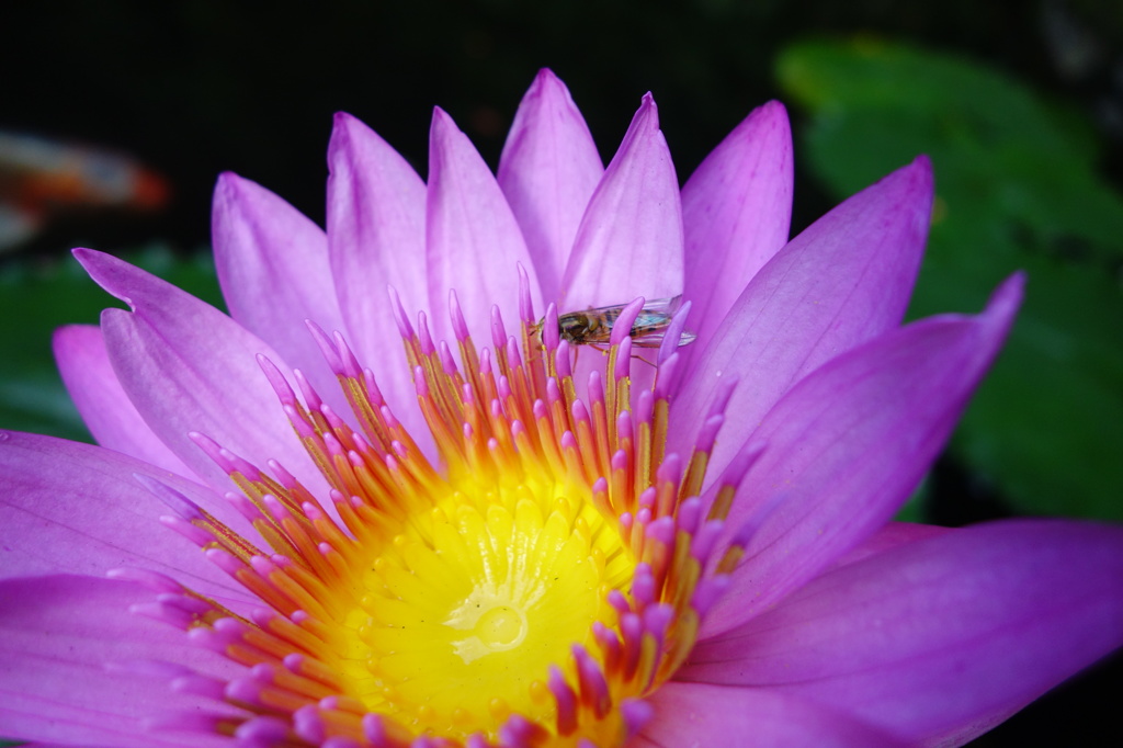 花とアブ、そして鯉