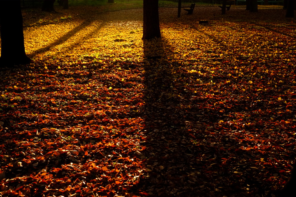 秋の終わりに輝いて