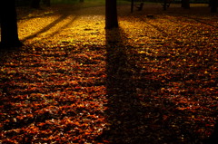 秋の終わりに輝いて