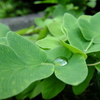 雫