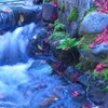 渓流の秋