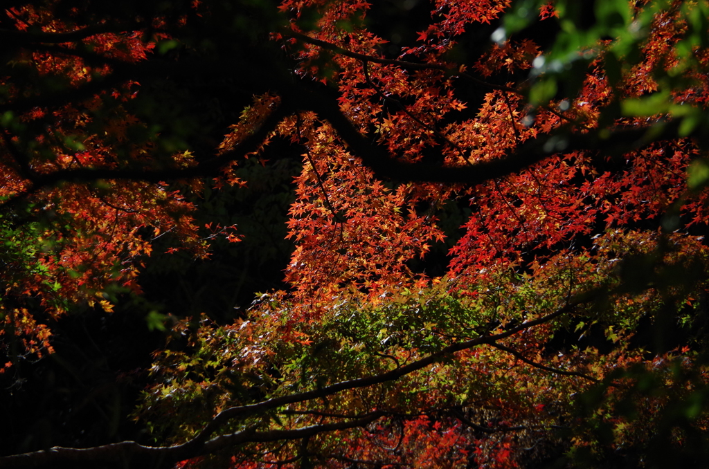 紅葉＠養老渓谷その1