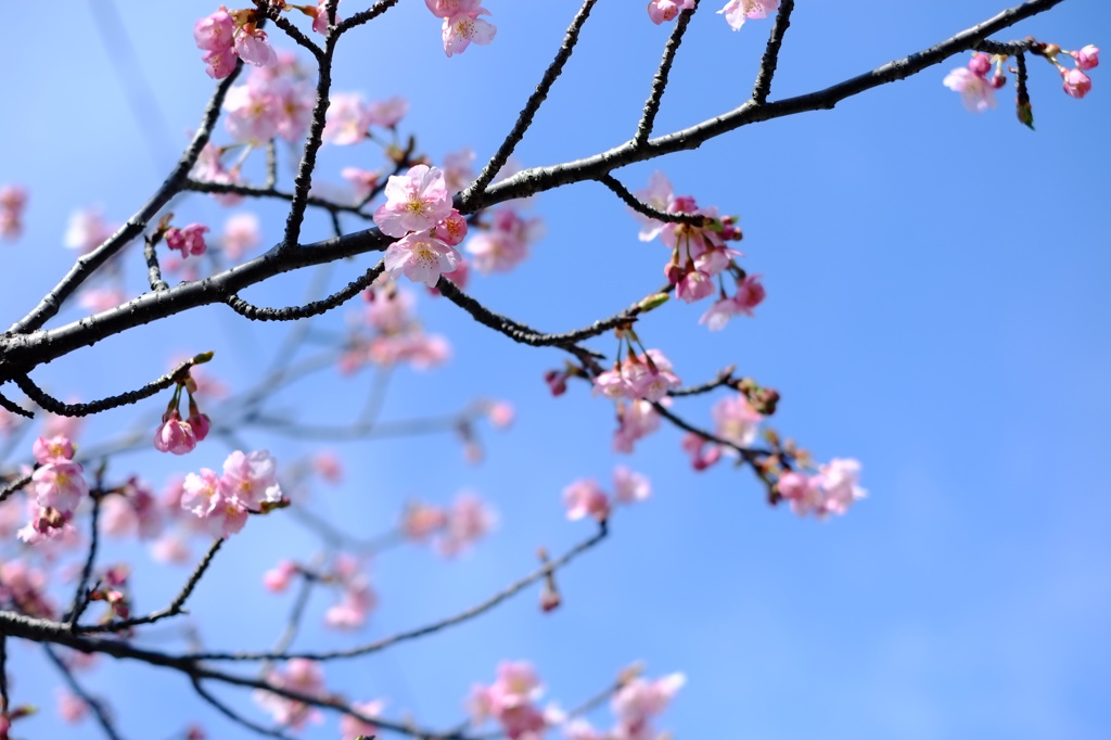 春よこい。