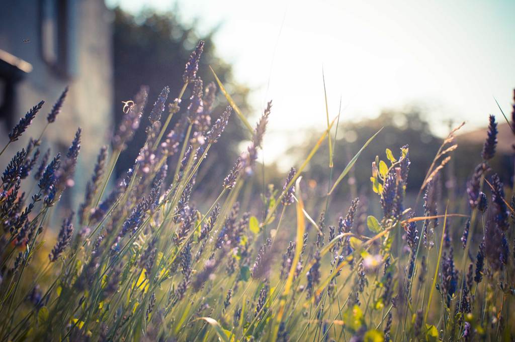 Le Bellay en Vexin, France 2013.