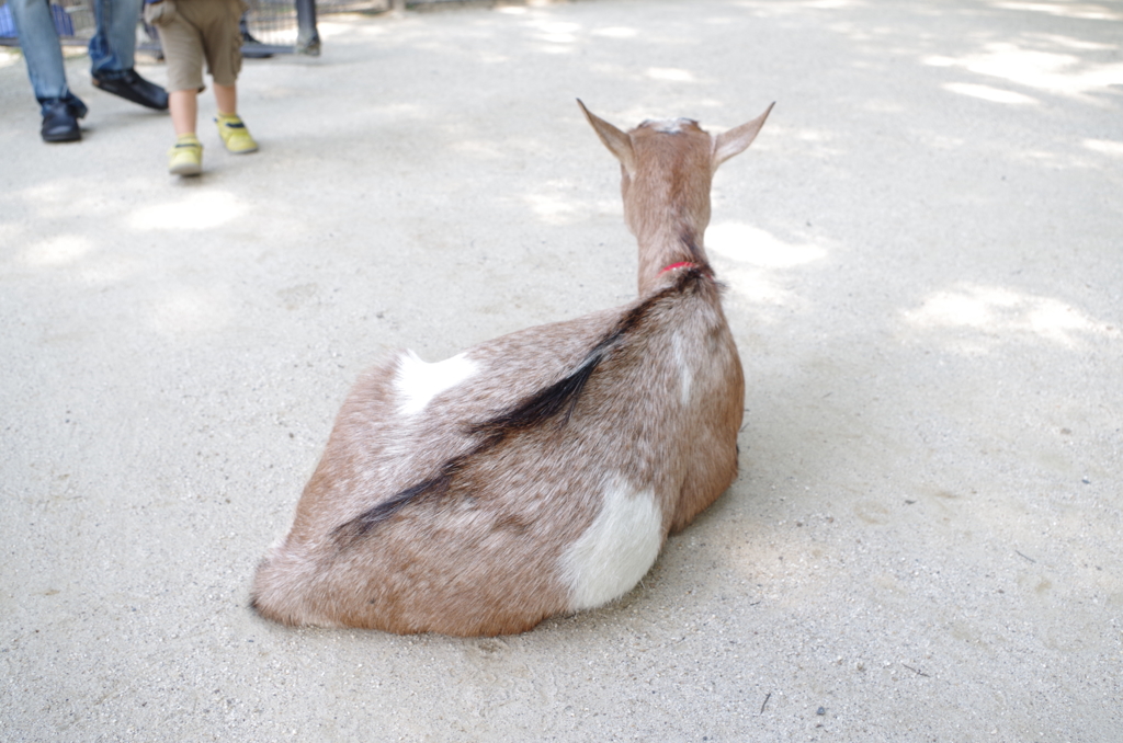 背中
